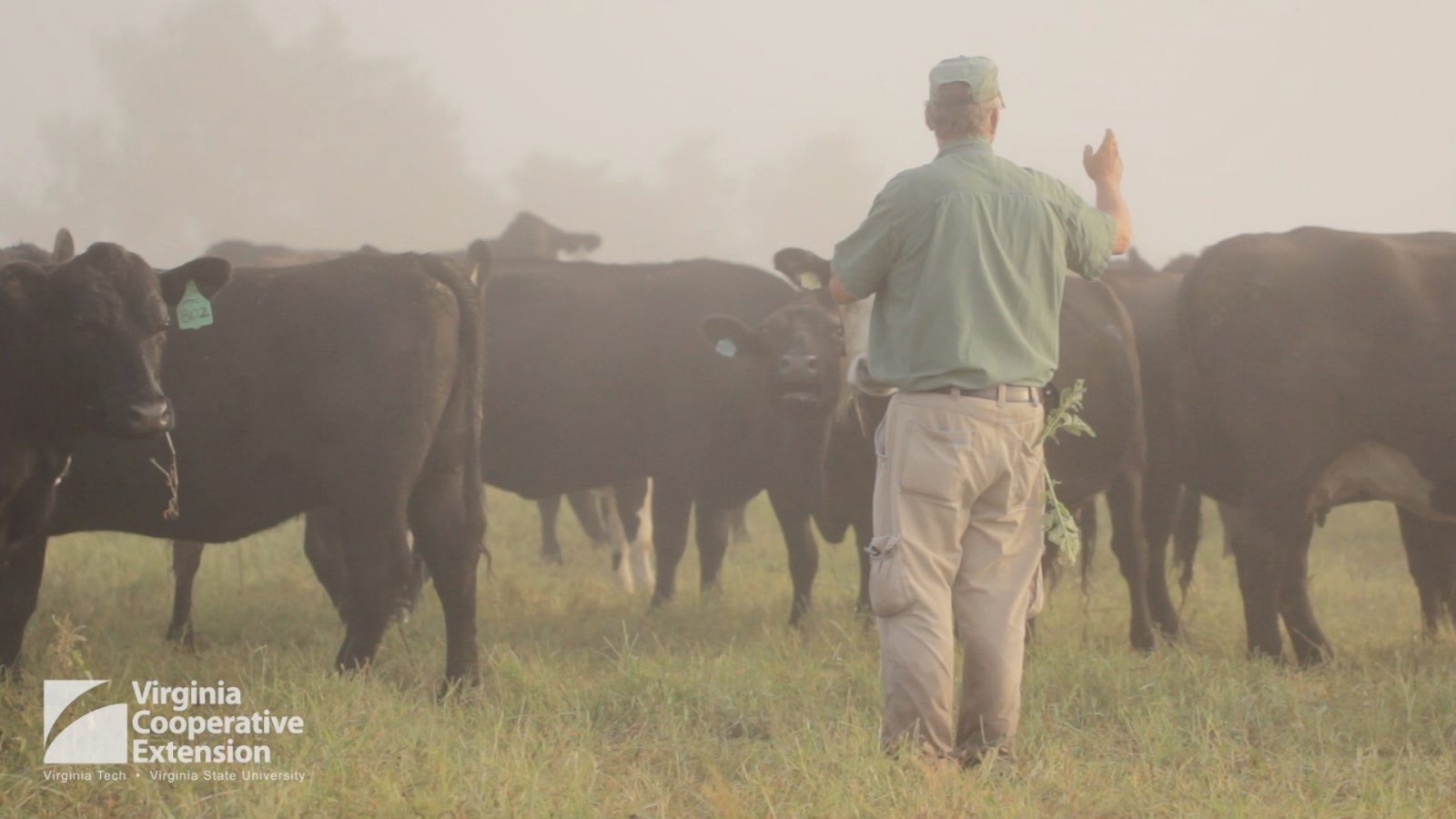 Mike Phillips of Valley View Farms inspecting his cattle.