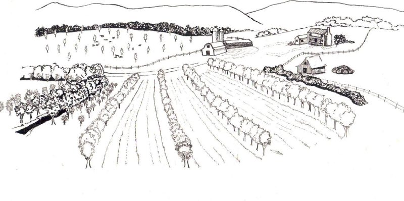 An illustration of agroforestry systems in a farm landscape