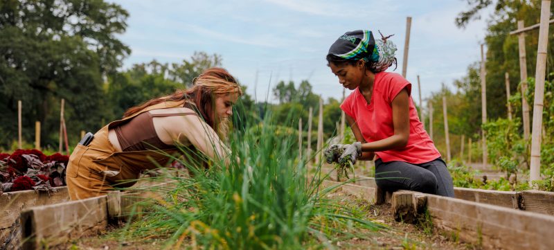 photo of two women weeding onions