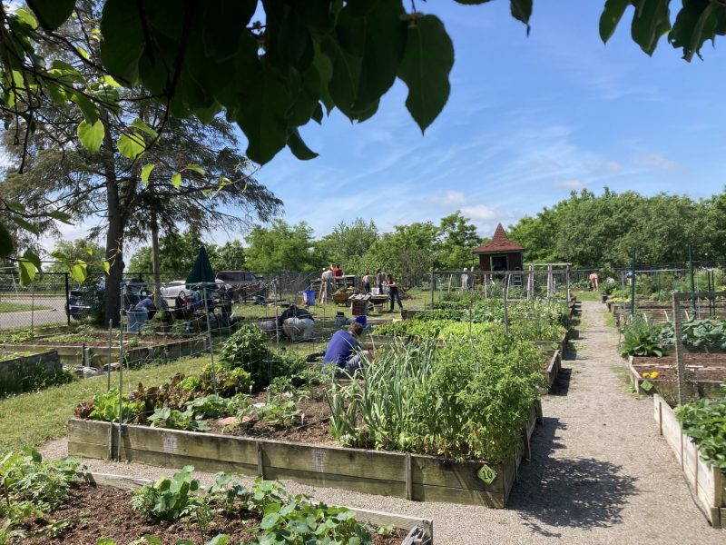 photo of Chimbarooza urban garden